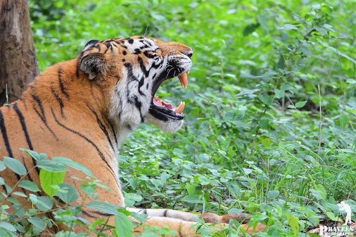 Tyavarekoppa Lion and Tiger Safari, Shimoga. Photographer PB Praveen https://plus.google.com/photos/at/107016655204137813816?gl=in&hl=en